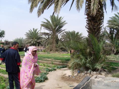 14. Imagen de un huerto en Nouadhibou, Mauritania