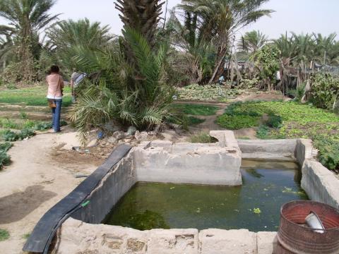 15. Imagen de un huerto en Nouadhibou, Mauritania