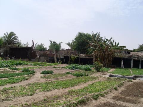 16. Imagen de un huerto en Nouadhibou, Mauritania