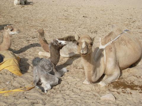 18. Imagen de los alrededores de Nouadhibou