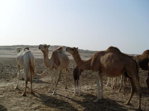 20. Imagen de los alrededores de Nouadhibou