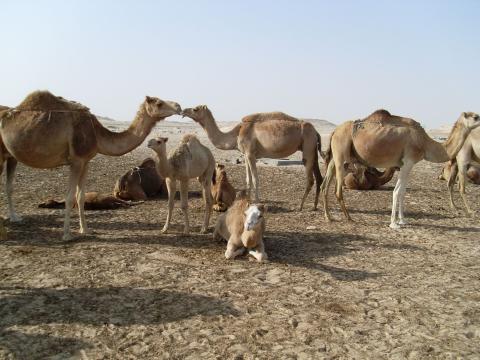 21. Imagen de los alrededores de Nouadhibou