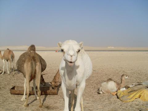 22. Imagen de los alrededores de Nouadhibou