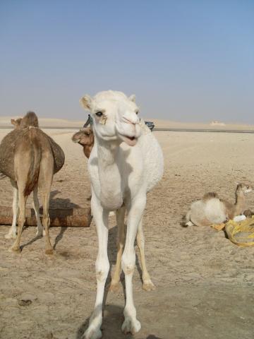 23. Imagen de los alrededores de Nouadhibou