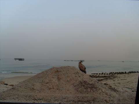 24. Costa de Nouadhibou, Mauritania