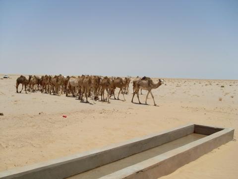 12. Imágenes de los bebederos de camellos, proyecto creado por MPDLC - Movimiento por la Paz, el Desarme y la Libertad en Canarias - en Boulaboir, Mauritania