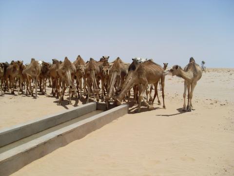 13. Imágenes de los bebederos de camellos, proyecto creado por MPDLC - Movimiento por la Paz, el Desarme y la Libertad en Canarias - en Boulaboir, Mauritania