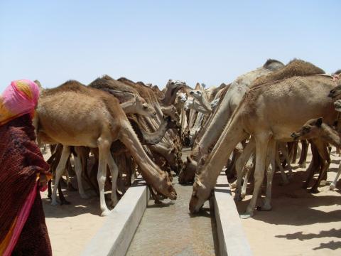 15. Imágenes de los bebederos de camellos, proyecto creado por MPDLC - Movimiento por la Paz, el Desarme y la Libertad en Canarias - en Boulaboir, Mauritania
