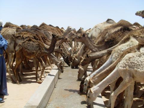 16. Imágenes de los bebederos de camellos, proyecto creado por MPDLC - Movimiento por la Paz, el Desarme y la Libertad en Canarias - en Boulaboir, Mauritania