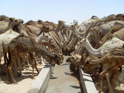 17. Imágenes de los bebederos de camellos, proyecto creado por MPDLC - Movimiento por la Paz, el Desarme y la Libertad en Canarias - en Boulaboir, Mauritania