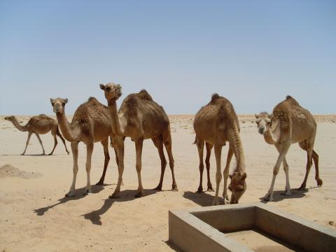 19. Imágenes de los bebederos de camellos, proyecto creado por MPDLC - Movimiento por la Paz, el Desarme y la Libertad en Canarias - en Boulaboir, Mauritania