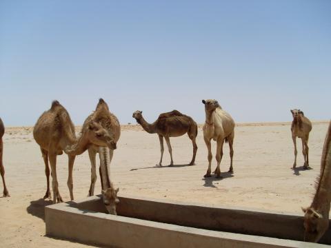 20. Imágenes de los bebederos de camellos, proyecto creado por MPDLC - Movimiento por la Paz, el Desarme y la Libertad en Canarias - en Boulaboir, Mauritania