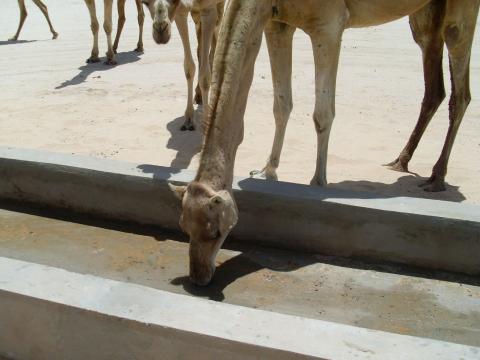 21. Imágenes de los bebederos de camellos, proyecto creado por MPDLC - Movimiento por la Paz, el Desarme y la Libertad en Canarias - en Boulaboir, Mauritania