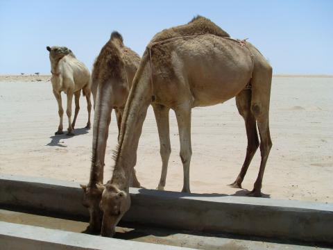 22. Imágenes de los bebederos de camellos, proyecto creado por MPDLC - Movimiento por la Paz, el Desarme y la Libertad en Canarias - en Boulaboir, Mauritania