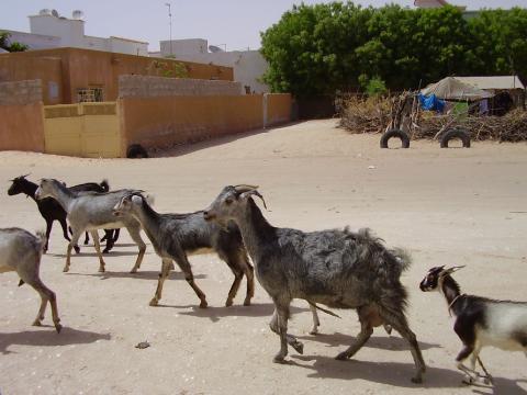 14.	Imágenes de la ciudad de Nouakchott, capital de Mauritania