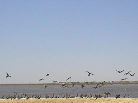 1. Imágenes del Parque Nacional del Banco de Arguin, Mauritania