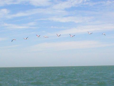 7. Imágenes del Parque Nacional del Banco de Arguin, Mauritania