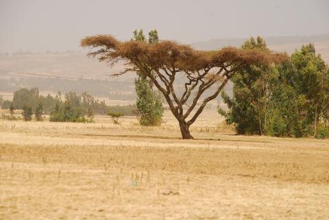 16. Imágenes de Addis Abeba, Etiopía