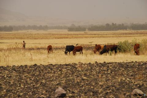 19. Imágenes de Addis Abeba, Etiopía