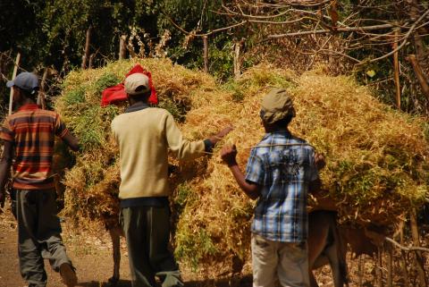 20. Imágenes de Addis Abeba, Etiopía