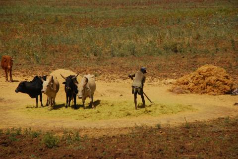 23. Imágenes de Addis Abeba, Etiopía