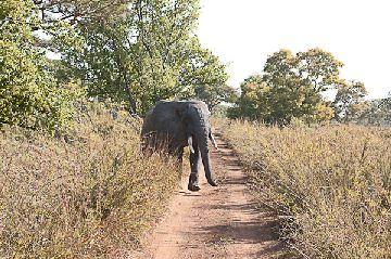 15. Pendjari. Elefante
