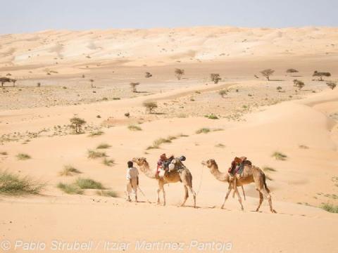 2. Atar. Excursion Camello a Lagueira