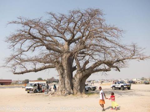 2. Camino a Opuwo. Baobab