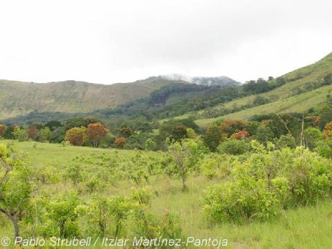 7. Lope Parque. Bosque