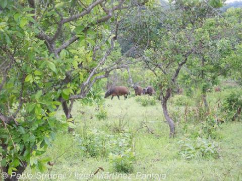 10. Lope Parque Nacional Bufalos