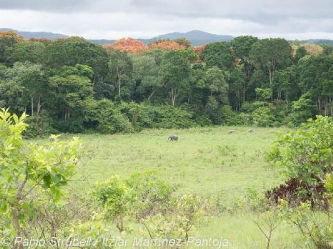 11. Lope Parque Nacional Elefantes