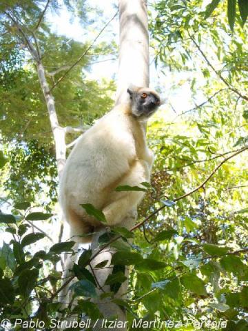 5. Dariana. Visita Parque. Lemures Blancos