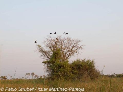1. Boro River y Baobab Island