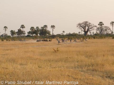 4. Boro River y Baobab Island