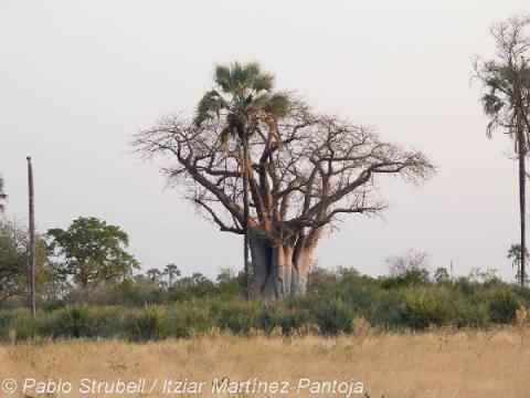 5. Boro River y Baobab Island