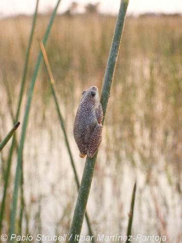 8. Okavango. Bell Frog