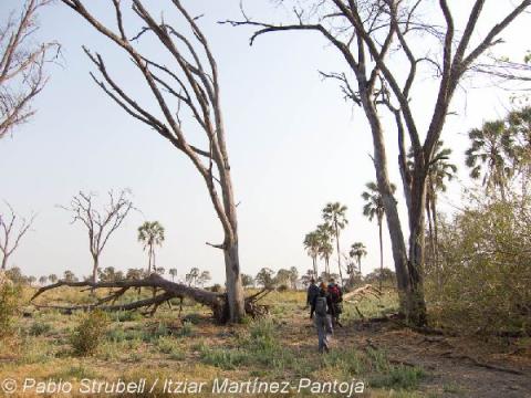 12. Okavango. BushWalk