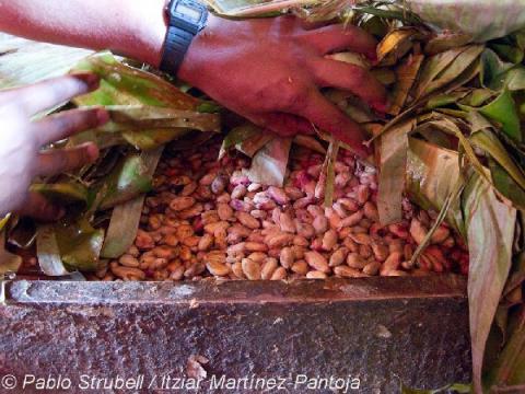 3. Cacao fermentación