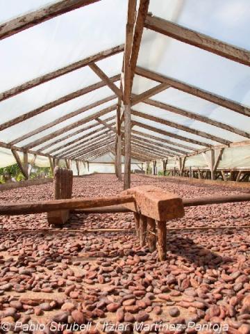 5. Cacao seadero Campo Novo. Secadero