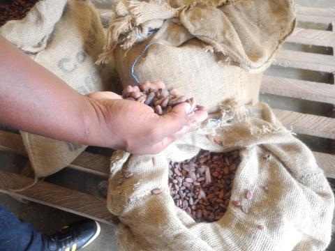 12. Plantación de cacao en Petit Bonduku
