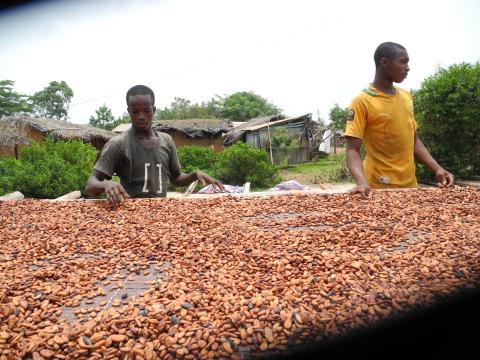 13. Plantación de cacao en Petit Bonduku