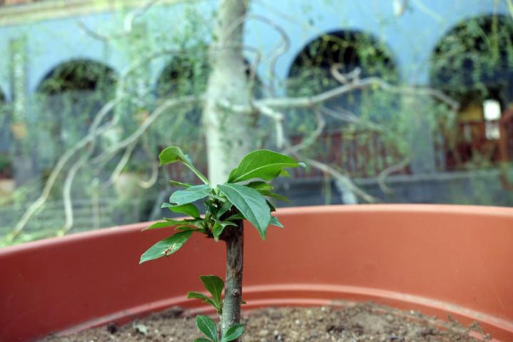 Un nuevo baobab para Casa África Un nuevo baobab para Casa África