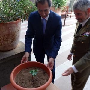Un nuevo baobab para Casa África