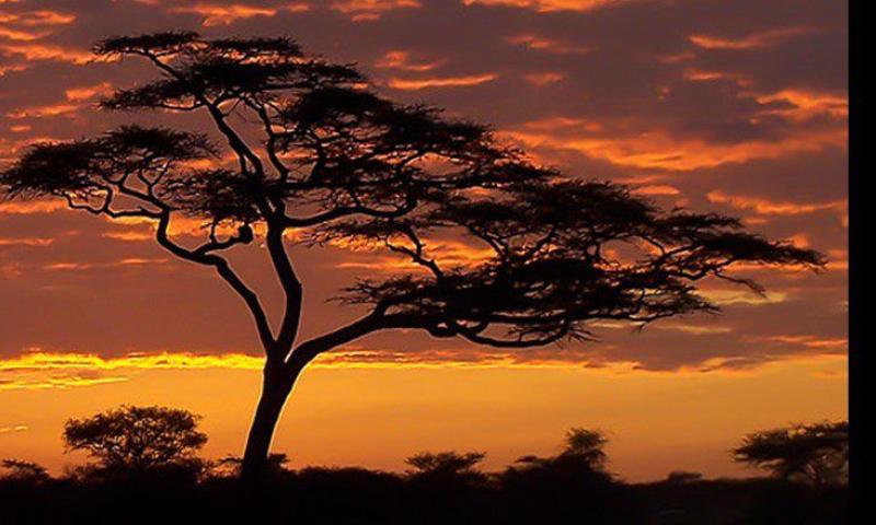 Cuentos africanos con Ana Griott