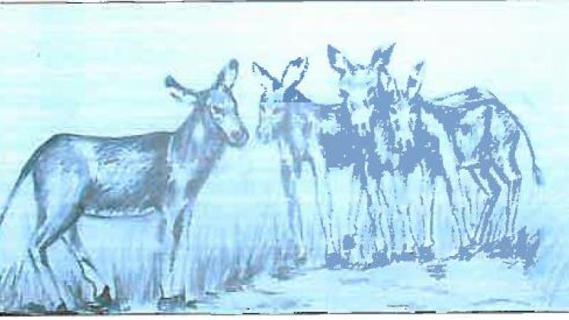 Cuentos de Zimbabwe. El burro que se hizo pasar por león