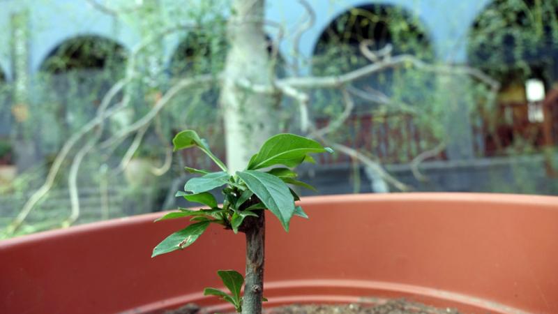 Un nuevo baobab para Casa África