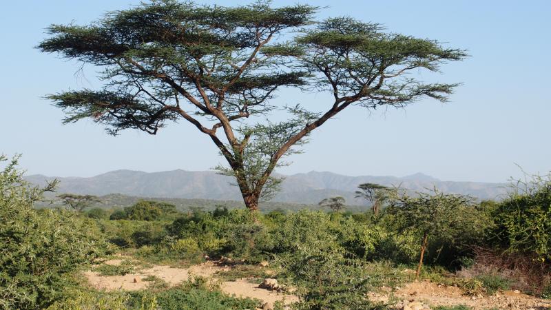 Acacia