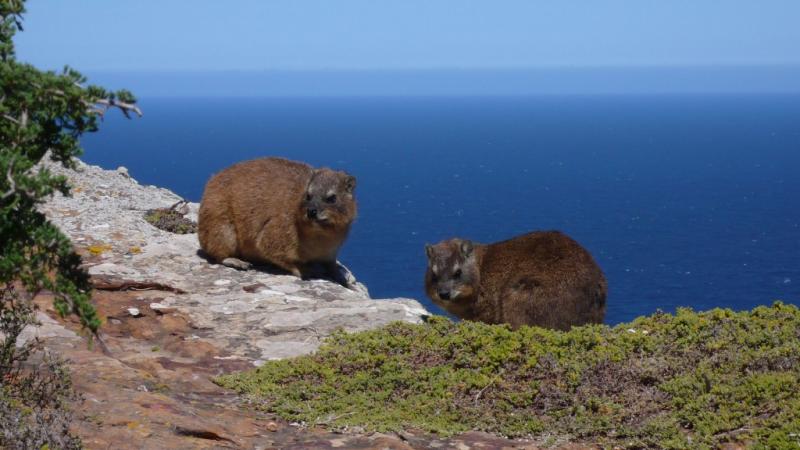 Damanes de el cabo