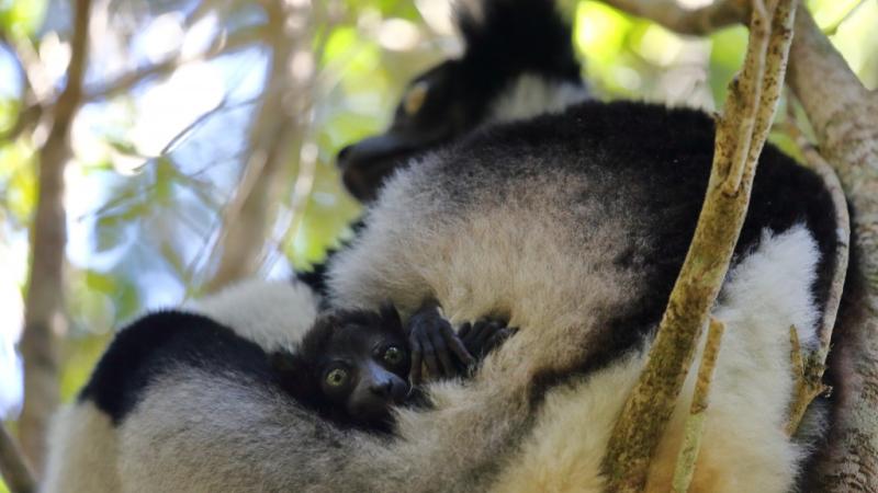 El pequeño indri