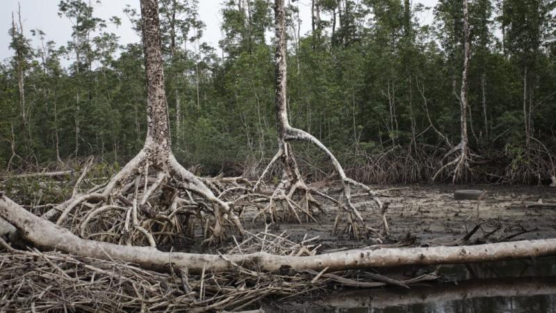 Segundo  premio:  Mangrove  côtière  anthropisée, de Hans Morvan Makoundi Boumba (República del Congo)